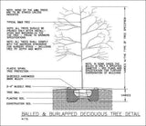 ★Free CAD Details-Deciduous Tree Detail - Architecture Autocad Blocks,CAD Details,CAD Drawings,3D Models,PSD,Vector,Sketchup Download